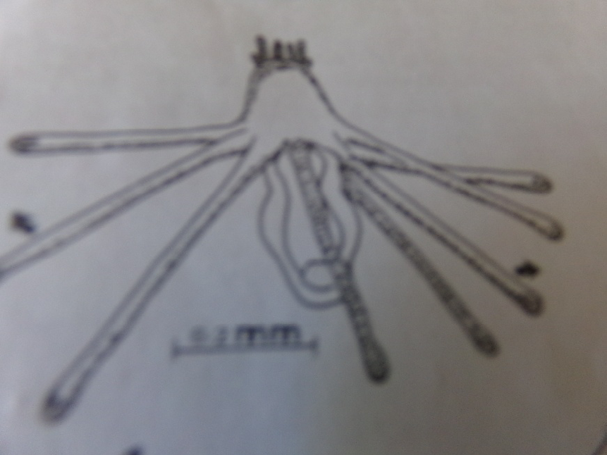 Figure 2: Tubulariidae (Hydrozoa) have a larvae called Actinulae.