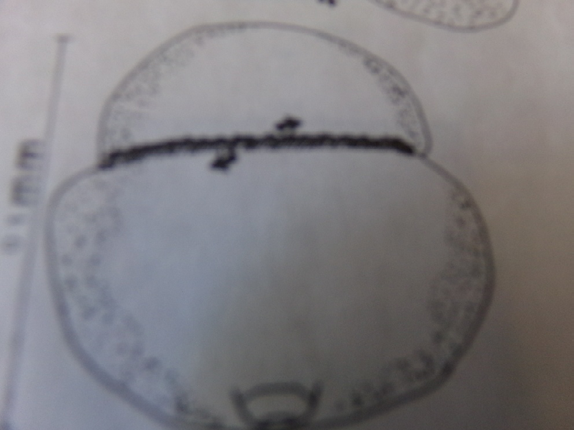 Figure 3: Swimming Semper Larvae.