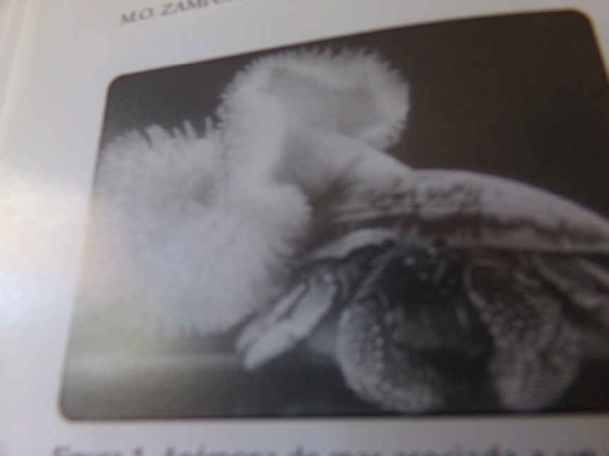 Figure 6: Symbiosis between sea anemone and crustacean.