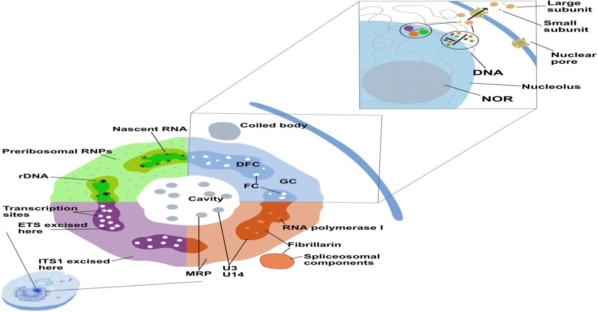 Figure 2: Comparative prokaryotic nucleoid and eukaryotic nucleolus.