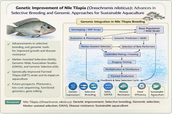 Figure 1: Integrated genomic selecton framework for genetic improvement of Nile tilapia (Oreochromis niloticus).