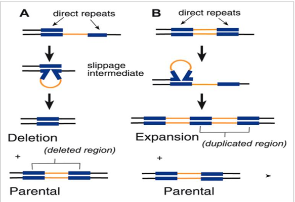 Figure 1: A repeat induced slippage and its effects.