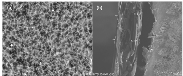 Figure 5: (a) Surface and (b) cross-section of the 16 wt.% PVDF membrane (scale bars: 20 µm (a), 50 µm (b)). Cross-sectional thickness 80.9 ± 0.7 µm (n = 5).