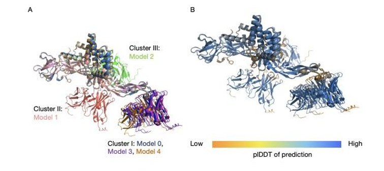 Figure 1: Comparison of 5 AlphaFold predictions (A) Overview of 5 predictions, forming 3 clusters (B) pLDDT graph of 5 predictions.