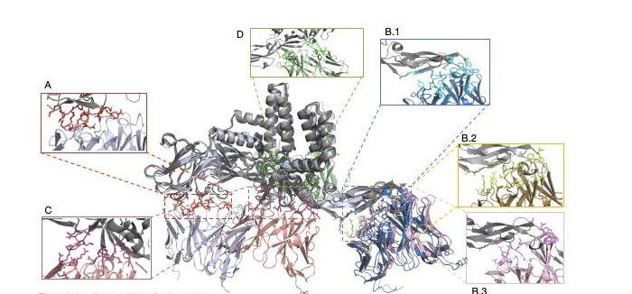 Figure 3: Interface analysis of 6 structures (A) PDB cryo-EM structure (B) Cluster I predictions (C) Cluster II predictions (D) Cluster III predictions.