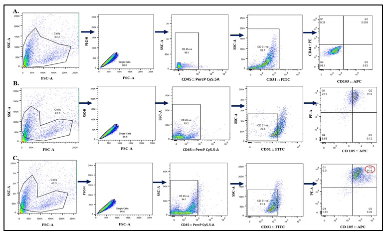 Figure 2: 5: (A) Pseudo plot of CD29 and Podoplanin in MSCs, with 59.5% and 51.7% expression, respectively. (B) Pseudo plot of CD29 and Podoplanin in TMSCs, with 67% and 71.5% expression, respectively. (C) Bar graph representation of the flow cytometry pseudo plot data, illustrating the increased expression of CD29 and Podoplanin in TMSCs compared to MSCs. . **p < 0.01, ***p < 0.001 and ****p < 0.0001, N= 6.