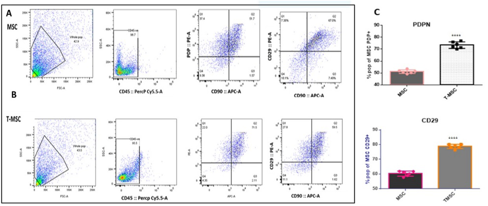 Figure 3: Phase-contrast microscopy was used to compare the shape of passage 3 bone marrow-derived mesenchymal stem cells (BM-MSCs) and tumor-conditioned mesenchymal stem cells (TMSCs). (A) BM-MSCs show a typical spindle shape that is common in healthy MSCs. (B) TMSCs have an altered shape, featuring irregular cell forms, increased interactions between cells, and variation in cell size. (C) The bar graph shows the relative gene expression levels, measured by real-time PCR, of key markers linked to MSC activation and tumor conditioning: (A) CD29, (B) FSP, and (C) Podoplanin. Data are presented as mean ± SEM (N = 6). Statistical significance is indicated as *p < 0.05 and **p < 0.01.