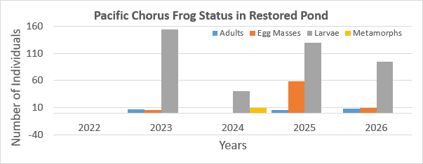 Figure 2: Pacific Chorus Frog started inhabiting the pond (2023 to present), following the removal of non-native fish from the livestock pond in the fall of 2022. The population has increased, showing a positive increasing trend (R2 = 0.71).