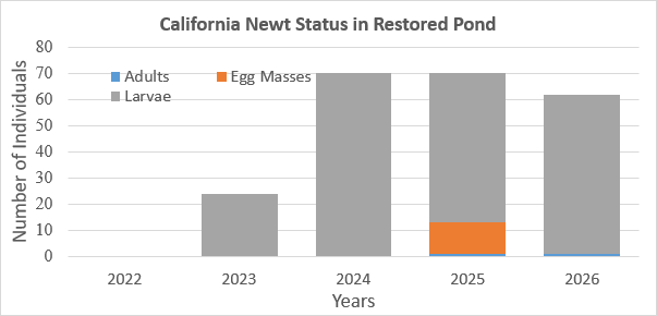 Figure 3: California Newt started inhabiting the pond (2023 to present), following the removal of non-native fish from the livestock pond in the fall of 2022. The population has increased, showing a positive increasing trend (R2 = 0.88).