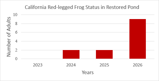 Figure 4: Adult California Red-legged Frogs colonized the site two years later (2024 to present), following the removal of non- native fish from the livestock pond in the fall of 2022. The population has increased 4-fold, showing a positive increasing trend (R2 = 0.75).