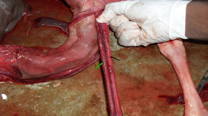 Figure 11: Camel fetus at late second trimester showing the position and relation of the trachea (green arrow), jugular vein (blue arrow), associated muscles and esophagus (black arrow) at fetal stage x 125.