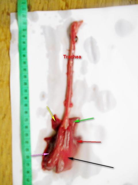 Figure 3: Photograph of camel lower respiratory tract showing tracheal and lungs of camel at late first trimester with clear demarcation between the various segment of the left lung ; left apical lobe (yellow arrow) and left caudal lobe (pink arrow) and right lung ; right apical lobe (green arrow), right middle lobe(red arrow) and right caudal lobe(black arrow) with visible cardiac notch by the left lung x125.