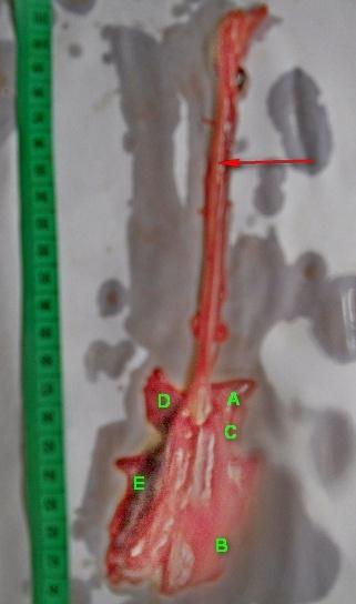 Figure 4: Photograph of camel lower respiratory tract showing tracheal and lungs of camel at early second trimester with clear demarcation between the various segment of the left lung ; left apical lobe (D) and left caudal lobe (E) and right lung ; right apical lobe (A), right middle lobe (C) and right caudal lobe(B), x125.