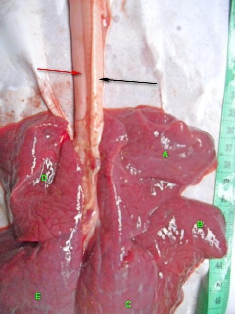 Figure 8: Photograph of camel lower respiratory tract showing tracheal and lungs (Black arrow), esophagus (Red arrow) and Lungs of Camel at middle third trimester with clear demarcation between the various segment of the left lung; left apical lobe (D) and left caudal lobe (E) and right lung; right apical lobe (A), right middle lobe (B) and right caudal lobe(C) x 125.