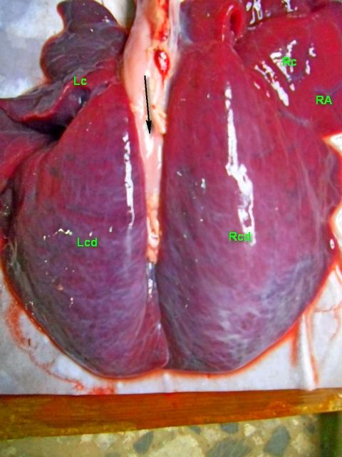 Figure 9: Photograph of camel lower respiratory tract showing tracheal and lungs at late third trimester with clear demarcation between the various segment of the left lung; left apical lobe (Lc) and left caudal lobe (Lcd) and right lung; right apical lobe (Rc), right middle lobe (Ra) and right caudal lobe (Rcd) x 125.