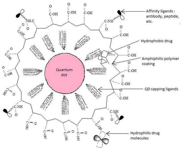 Figure 1: Water soluble quantum dots can be designed with amphiphilic polymer, amphiphilic polymer conjugated with poly (ethylene glycol) or encapsulation with block co-polymer micelles [8]. Quantum dots are administered as a colloidal solution through intravenous route, they reach to target and due to their fluorescence, they can be detected.