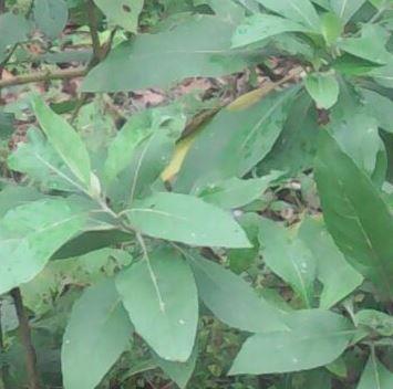 Figure 1: Vernonia amygdalina.