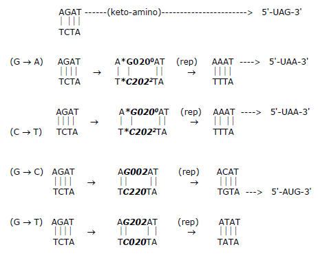 Figure 17: This model displayed in Figure 17 implies life’s origin emerged, and was sustained, in terms of approximate evolutionary increments [35-39]. A set of increment arrows (→) in Figure 17 identifies the following sequential (or simultaneous) evolutionary developments over the three phases of primordial evolution**:** monomers → oligomers → ribozymes → duplication of nucleotides → duplex RNA polymer segments → entangled proton qubits → ribozyme – proton entanglements → quantum transcription of entangled qubit states → quantum translation of entangled qubit message → quantum selection of triplet code → construct polypeptides → enzymes from ribozyme – proton entanglements → replication via enzymes → introduction of repair enzymes → genome chemistry selection, RNA replaced by DNA → duplex DNA genomes, etc. This OoSL model implies quantum entanglement algorithms, developed and implemented in ancestral RNA – protein systems, were subsequently retained and refined within evolving duplex DNA systems. Classical mechanisms do not explain evolutionary processes between ~ –4.1×109 y and ~ – 3.7×109 y [57,63,83], but EPR-entanglement algorithm processes [7-11] provide plausible mechanistic explanations [35-39]. This argument allows explanations for origins of quantum information processing algorithms exhibited by ancient [46] T4 phage DNA [15-17], rodent – human microsatellite DNA evolution [38,52], and 21st- century human genomic systems [37,39,47- 51,54,100,104]. In this case, a reverse-time extrapolation — of proton quantum dynamics required for observable quantum information processing exhibited by ancient [46] T4 phage DNA [15-17] — appears applicable to analogous, metabolically inert [64], duplex RNA segments occupying primordial pools (0 0C to 20 0C, pH 7 [18- 22,36,89]) of ribozyme ‒ RNA systems [57-61].