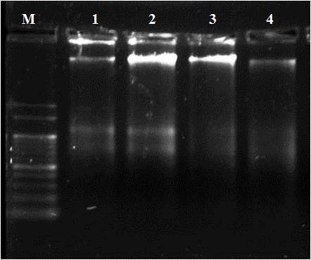 Figure 3: Atrazine induced DNA Fragmentation in Liver of Male.