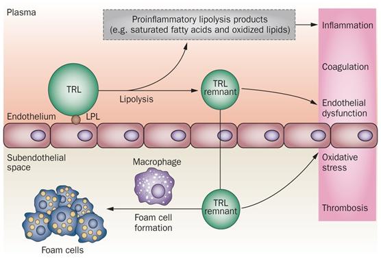 Figure 1: Hypertriglyceridaemia, triglyceride-rich lipoproteins, and atherogenesis. Lipolysis of TRLs induces atherogenesis by generating TRL remnants that transverse the endothelium and lead to foam cell formation in the subendothelial space. Lipolysis of TRLs also contributes to atherosclerosis and endothelial dysfunction by generating pro-inflammatory, pro-coagulant and pro-oxidant lipid products.