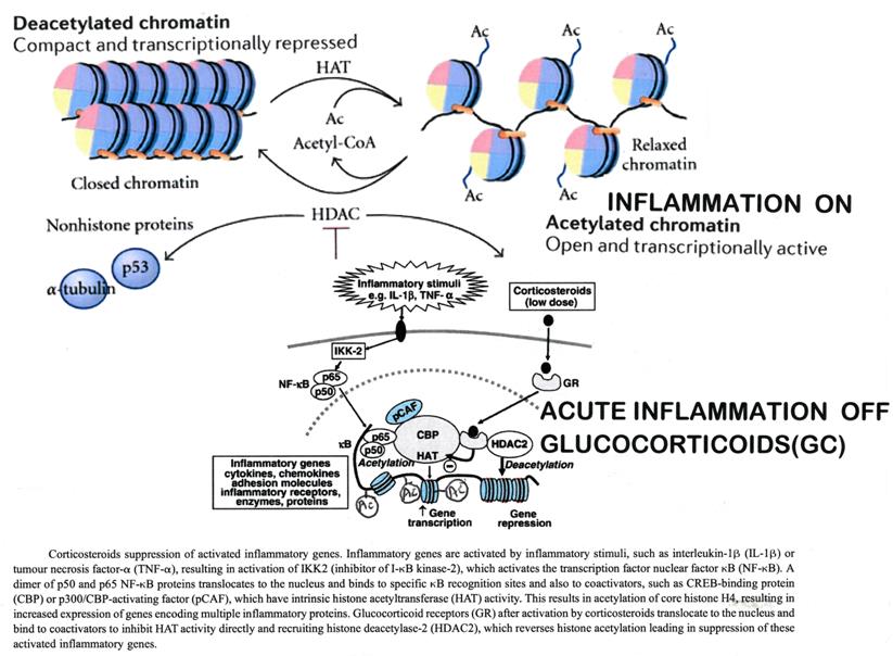 Figure 1: Chronic Inflammation-Excessive Peroxynitrite Damage HDAC-2 Steroids Ineffective.