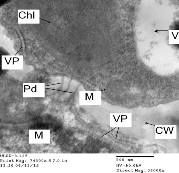 Figure 3: Electron micrograph of longitudinal ultra-thin section: showing the effect of PVY on the cell organelle in infected leaf of Datura metel L. Note that the disintegration of the chloroplast (Chl), little numbers of mitochondria (M) which its membrane greatly damaged due to viral infection. The appearance of filamentous virus particles (VP) of (PVY) near the chloroplast and the cell wall.