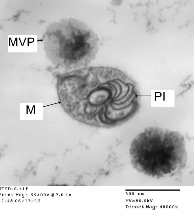 Figure 4: Ultra-thin cross section of electron micrograph showing the effect of PVY on the cell organelles in infected leaf of Datura mete L. Pinwheel inculions (pl) were clearly obvious. Ho.