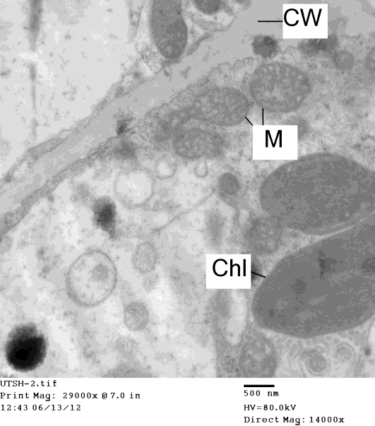 Figure 5: Ultra-thin cross section of electron micrograph in the healthy and a symptomatic leaf cell of Datura metel L. showing clear translucent appearance in epidermal leaf cell. Note that the normal chloroplast (Chl) and mitochondrion with intact membrane and there is no vacuole presence in its matrix.