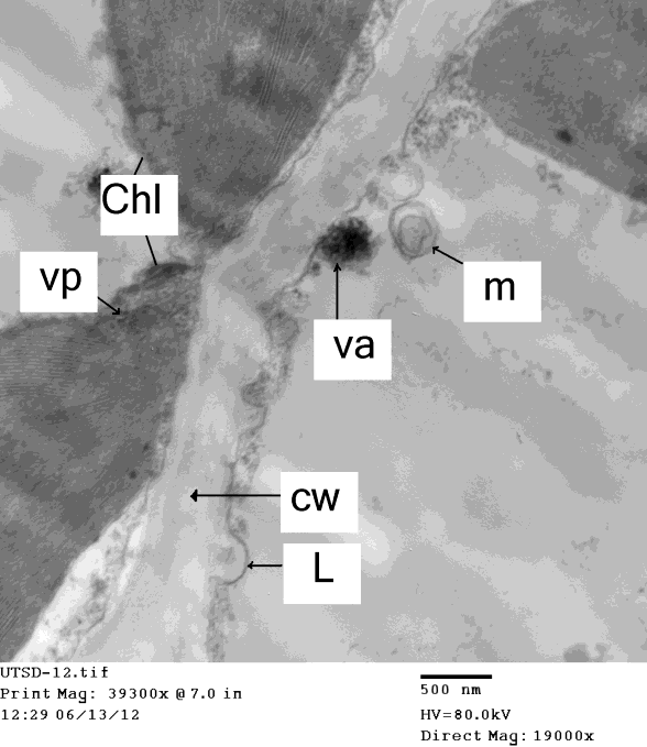 Figure 7: Electron micrograph of ultra-thin cross section showing the chloroplast (Chl) in leaf cell of Datura metel L. infected with PVY. Note that the presence of virus aggregate (va), vacuole due to the viral infection and appearance of micro bodies (m) and virus particles (vp) aggregate beside the cell wall (cw). Note also that the chloroplast beside the grana thylakoid (gt), and the appearance of babble (L) from cell wall due to viral infection, this phenomenon have been not shown in healthy tissues.