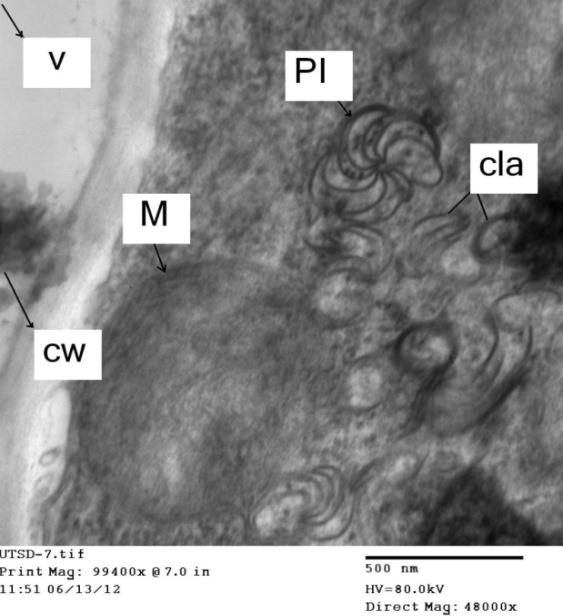 Figure 9: Electron micrograph of ultra-thin cross section showing the pinwheel inclusions in infected leaf cell of Datura metel L. with PVY. Note the rupture of mitochondrion (M) and pinwheel inculions (pl) and formation of curved laminated aggregates (cla) due to viral infection. However, cell well (CW) and vacuole could be distinguished.