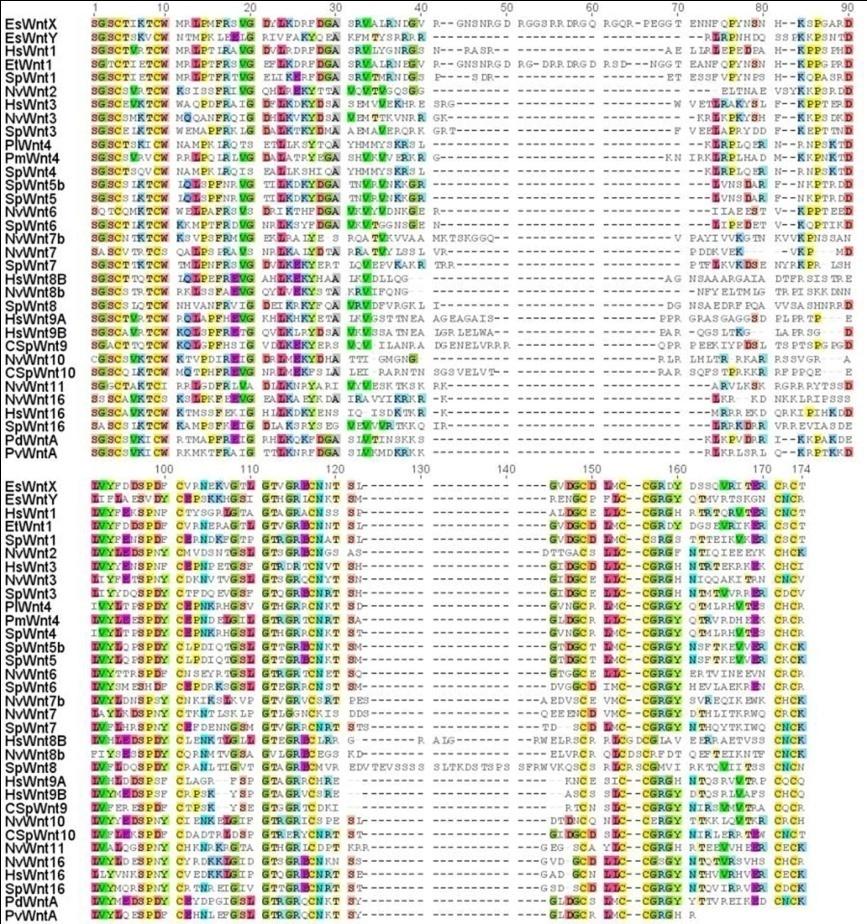 Figure 1: Sequence homologies. Alignment of studied sequences listed in Table 2. Dashes indicate gaps. Homologies are highlighted in colours.