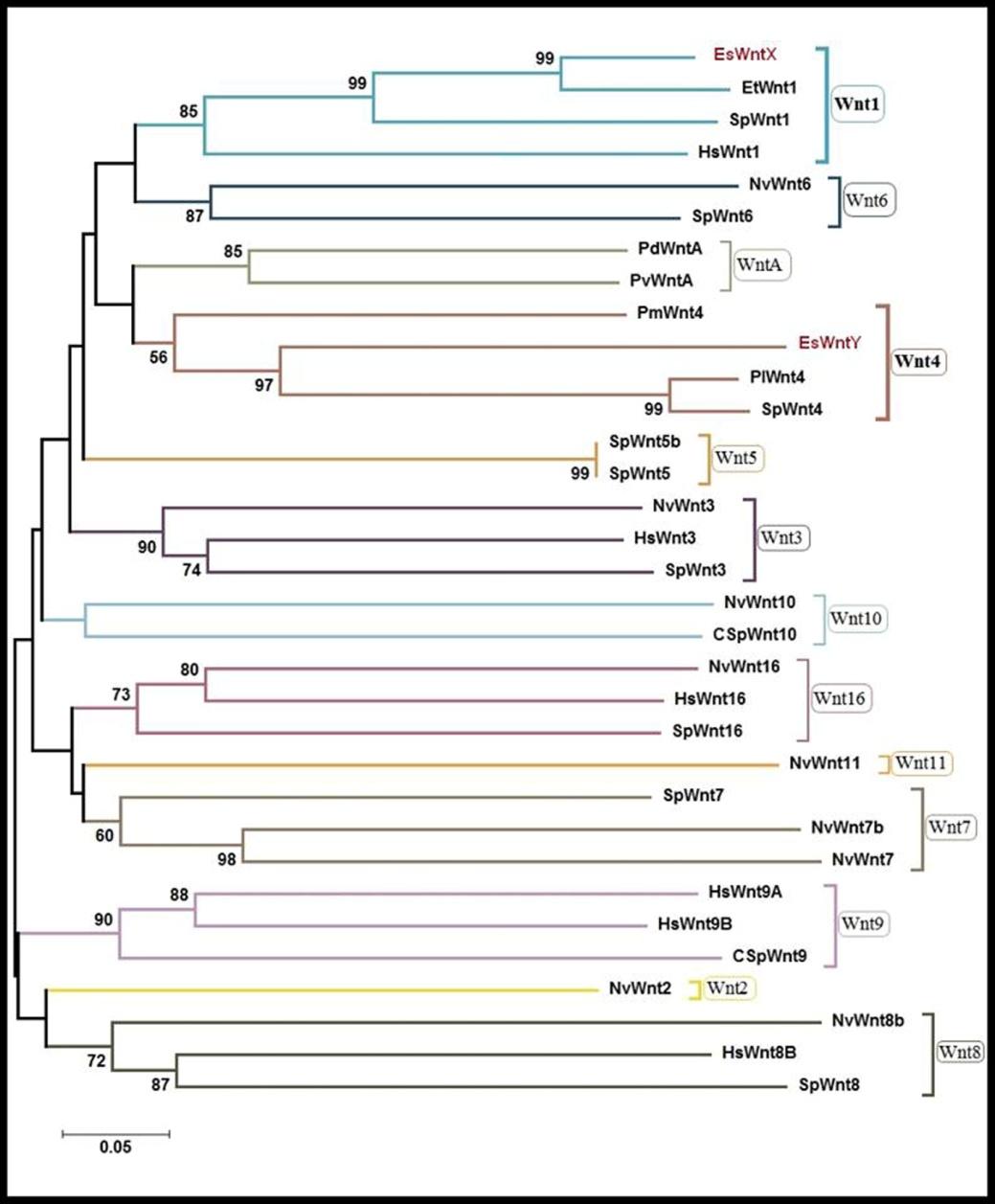 Figure 2: Phylogenetic analysis showed that EsWntX and EsWntY clustered, respectively, with the related species’ Wnt1 and Wnt4 sequences (high bootstrap values). More specifically, it shows that EsWntX and EsWntY have the highest affinities with the members of the echinoderm orthologous families, as demonstrated by the high bootstraps obtained with the sequence of Evasterias troschelii Wnt1 (99%) and with the sequence of the S. purpuratus Wnt4 genes (96%).Moreover, and based on Blast analysis we concluded that the identified Actin fragment correspond to Actin1. After the phylogenetic analysis these fragments were all re- named, using a prefix indicating the derived species (Es- E. sepositus) followed by a name that indicates the putative family to which they belong, thus: EsWnt1, EsWnt4 and EsActin1. These three newly characterized genes, EsWnt1, EsWnt4 and EsActin1, were submitted to the NCBI database, respectively, with the accession numbers: KC820638, KC820639 and KC858258.