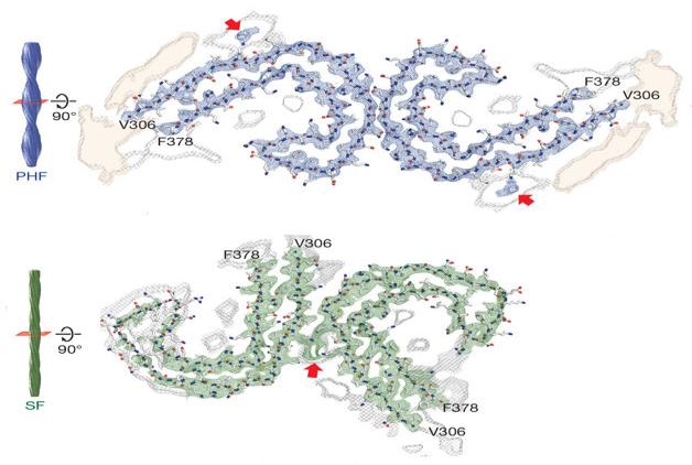 Figure 2: PHFs and SFs, Credit and permission: Scheres Group MRC-LMB.