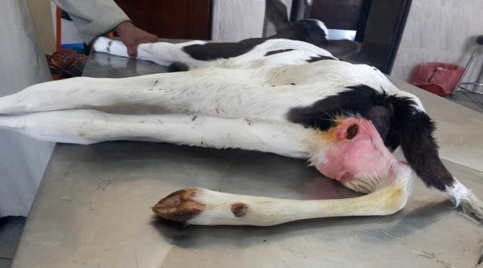 Figure 1: Perineomelia, atresia ani, and rectovaginal fistula in a calf, with voidance of faeces from the vulvar opening.