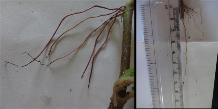Figure 3: Detailed TS of Root showed epidermis and parenchymatous cells. Epi: Epidermis and Par: Parenchyma Cells.