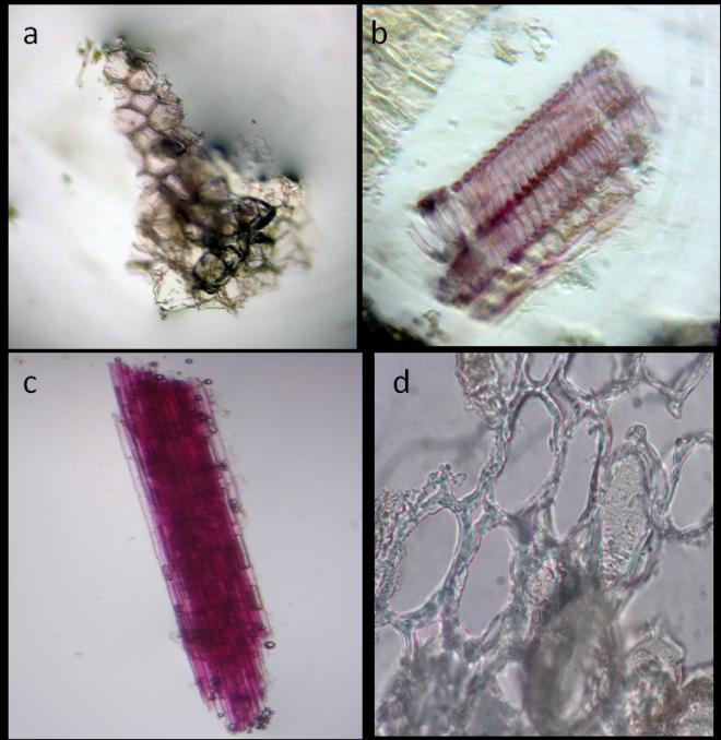 Figure 6: Powder microscopy of Wedelia trilobata Root. (a) Cork cells (b) Lignified Xylem vessels (c) Lignified Fibres (d) Parenchyma cells. Physicochemical evaluation: The various physicochemical parameters of root and root powder i.e., loss on drying, ash value and extractive value were determined. The total ash, acid insoluble ash, water soluble ash, petroleum ether soluble, chloroform soluble, ethyl acetate soluble, alcohol soluble and water-soluble extractive values were shown in Table 2.