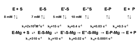 Figure 9: Mechanism of mant-cGMP hydrolysis by PDE5 isolated C domain. Experimental conditions: 36 mM MgCl2, 20 mM Tris-HCl, pH 7.5, 50 mM NaCl at 20oC except for k1 and _k__-1_, which were estimated by global fitting (Table SI). After substrate binding PDE5 C domain undergoes two conformational changes (_k_2 and _k_3) followed by hydrolysis (_k__4_) and dissociation of product 2’- mant-5’-GMP (_k__-P_). The rate constants were obtained by extrapolation to saturating Mg2+. Abbreviations denote: mant-cGMP = S, PDE5 C domain = E, 2’-mant-5’-GMP = P, sequential conformational states of E’-S and E’’-S are sequential enzyme substrate complexes.