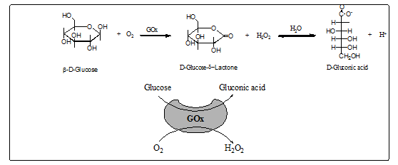 Figure 4: General model of glucose detection process on the ion track-containing foils embedded in electrolyteand basic set of biochemical reaction [3,5,8]. Simulation schemes are directed on concentrations of H+ which are equal to glucose concentrations. In cases of stable of glucose inputs we obtain can write typical simulation equations which lead to the saturated values of H+ ions concentrations (Figure 5):