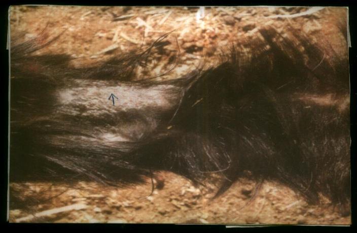 Figure 1: Circumscribed crusty hairless lesion of goat experimentally infected with _Trichophyton_ _verrucosum_.