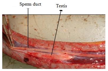 Figure 3: Male gonad (Testis) of _M. cuchia_.