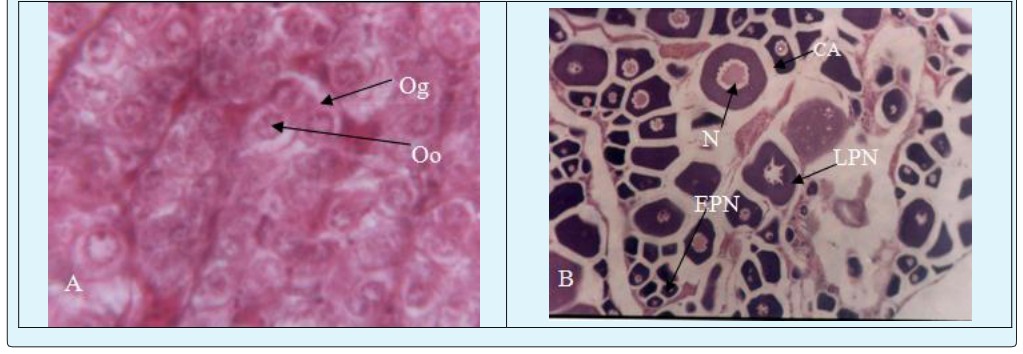 Figure 7: Sectional views of the ovaries of _Monopterous cuchia_ (Hamilton, 1822). (× 200). A. T.S ovary showing oogenesis at the chromatin and perinucleolus developing stage B. T.S showing oogenesis at the chromatin; and early EPN and LPN stage C. T.S ovary with ovigerous lamellae, cytoplasmic oocytes; and EPN and LPN stage D. T.S ovary increase previtellogenic oocyte and vitellogenic oocyte E. T.S ovary showing previtellogenic oocyte and vitellogenic oocyte F. T.S ripe ovary in degenerated stage CA=Cortical alveoli, N=Nucleus, EPN=Early perinucleolus, LPN=Late perinucleolus, YG=Yolk granule.