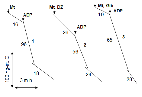 Figure 2: Representative polarographic curves showing the effects of mKATP channel opening and blocking on mitochondrial functions. Mitochondria (1.5 mg/ml protein), diazoxide (0.5 µM), glibenclamide (10 µM), ADP (200 µM) were added to standard incubation medium as indicated.
