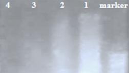 Figure 1: DNA fragmentation of DMBA induced breast cancer tissues exposed to various treatment modalities.