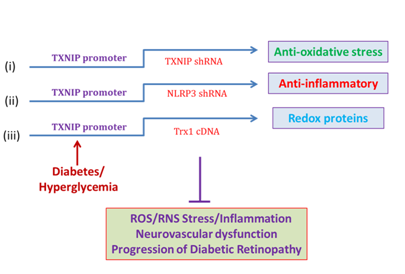 Figure 1: Nucleic acid constructs bearing a TXNIP promoter. TXNIP promoter is sensitive to diabetes and hyperglycemia therefore linked genes or shRNAs targeting to cellular redox system and inflammation may be delivered to slow down or prevent the progression of diabetic retinopathy.