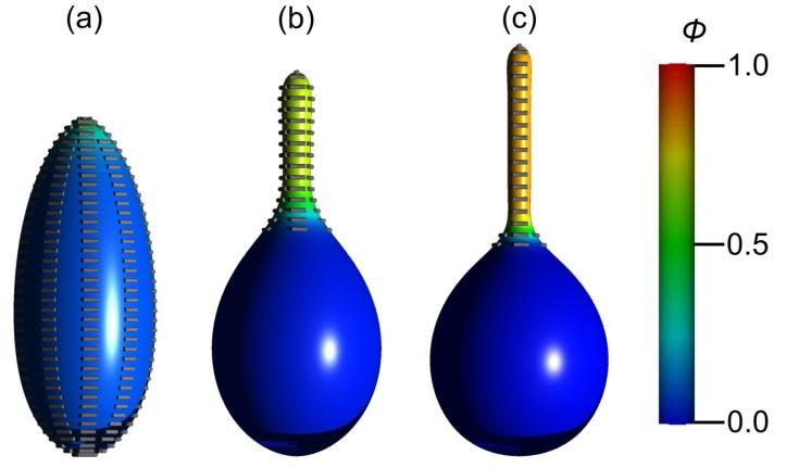 Figure 4: Membrane shapes with superimposed orientational ordering for a fixed relative volume v and ave φ