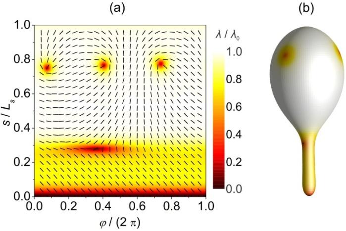 Figure 5: (a) The nematic ordering scaled with respct to its bulk value 0 λ in the {s, φ } parameter plane. Ls determines the total membrane’s shape length. b The membrane shape where we indicate positions of TDs. 𝐶0 = 0 , 𝑣= 0.85 , 𝐶𝑛= 12 , 𝜙𝑎𝑣𝑒= 0.1𝜅𝑛= 𝜅, 𝜅= 30𝑘𝐵𝑇, 𝑅0 = 250 nm, 𝑎0 = 100 nm2, ki= 𝜅, ke=0, 𝑅0/𝜉= 60.