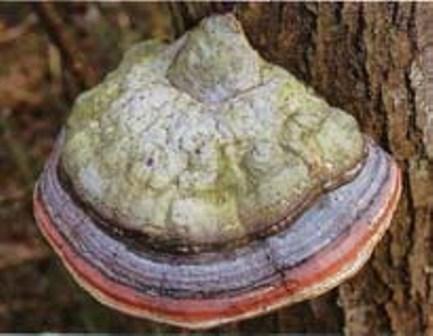 Figure 2: _Fomitopsis officinalіs_ in natural conditions.