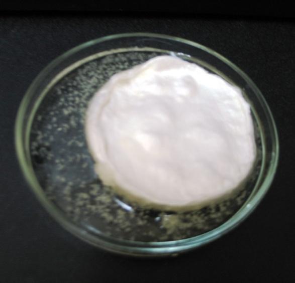 Figure 3: Mycelial culture of _H. coralloides_ strain 2332 on agar medium in Petri dish.