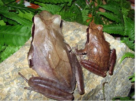 Figure 1: Size difference in adult specimens of White- lipped Horned Toad Megophrys major from N. Vietnam (female on left).