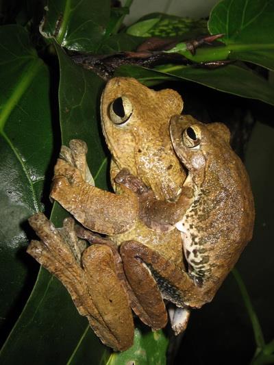 Figure 11: Pair (female on the left) of _Rhacophorus_ _owstoni_ showing male with prominent beak-like projection during the breeding period.
